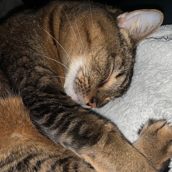 Meet your Posher, Mj - Picture 3 of 4